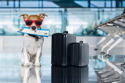 Luxury Traveling with Pets: Tips and Recommendations for High-End Pet Owners