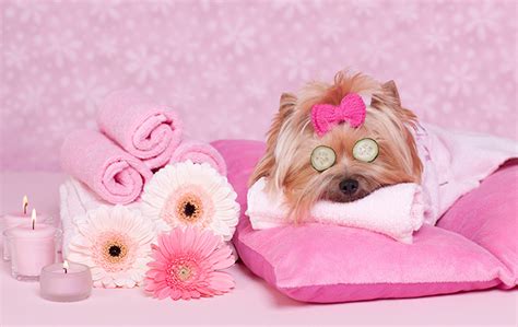 Luxury Pet Pampering: Opulent Accessories and Lavish Treats for Furry Friends