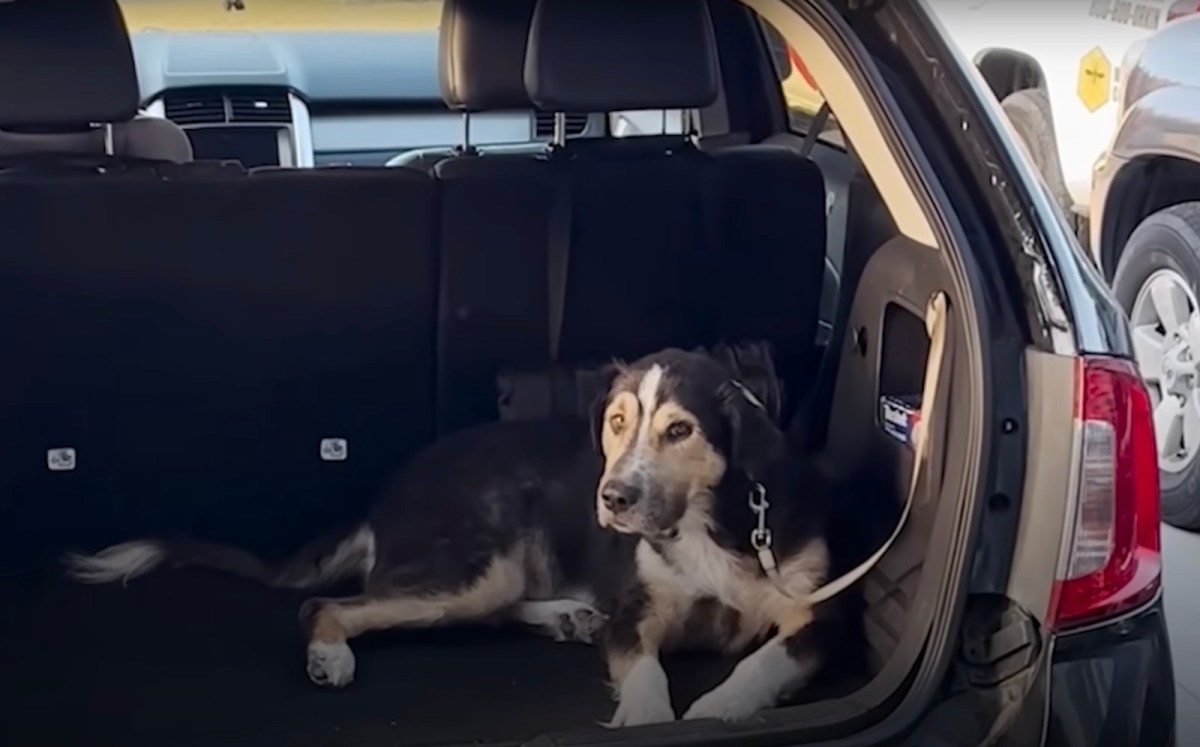 Stray Dog Jumps Into Ford Edge, so Family Keeps Him