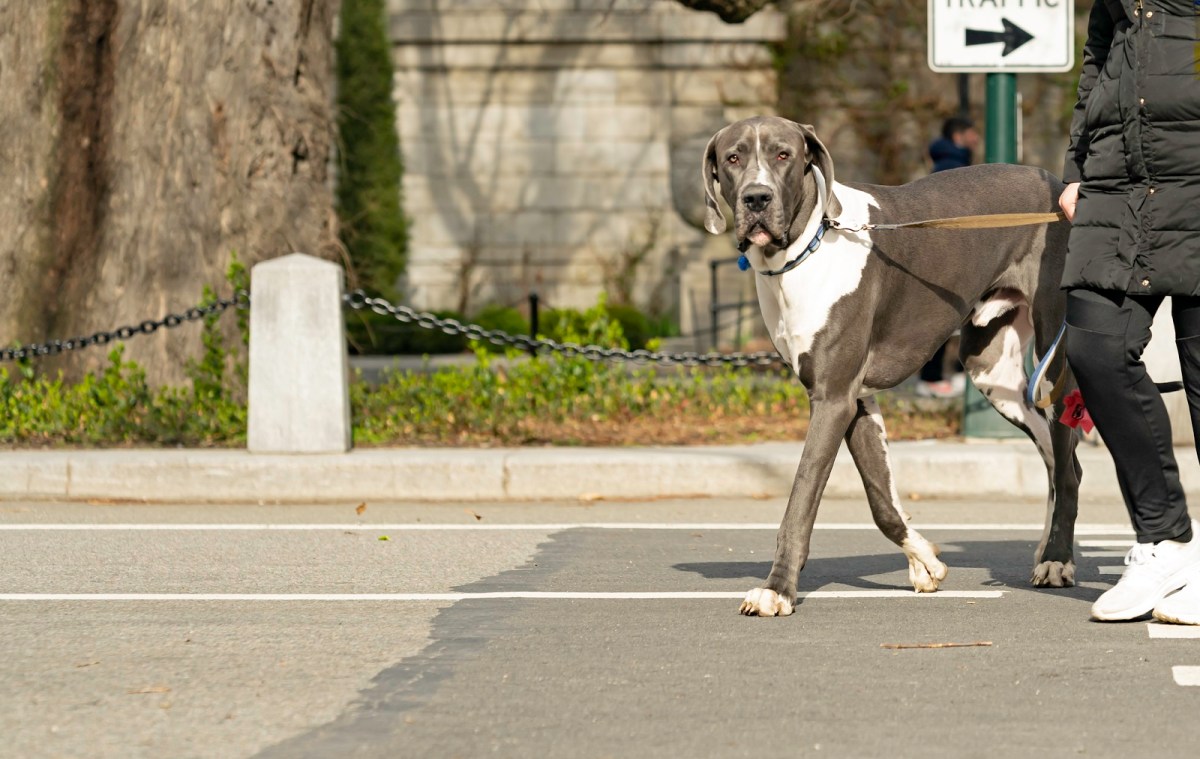 Selfless Great Dane Shields Owner from Careless Driver