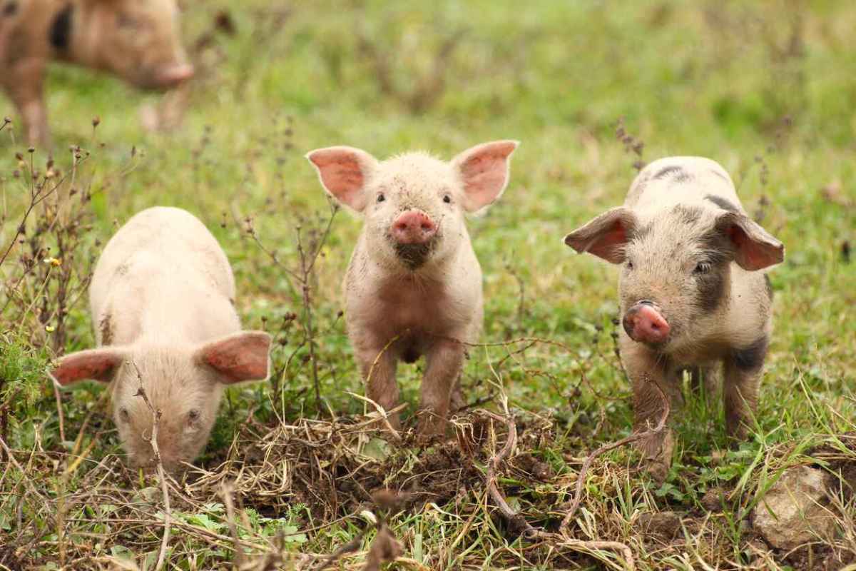 Week-Old Piglets Fearlessly Jump From Slaughterhouse Transport Truck and End up Forever Free