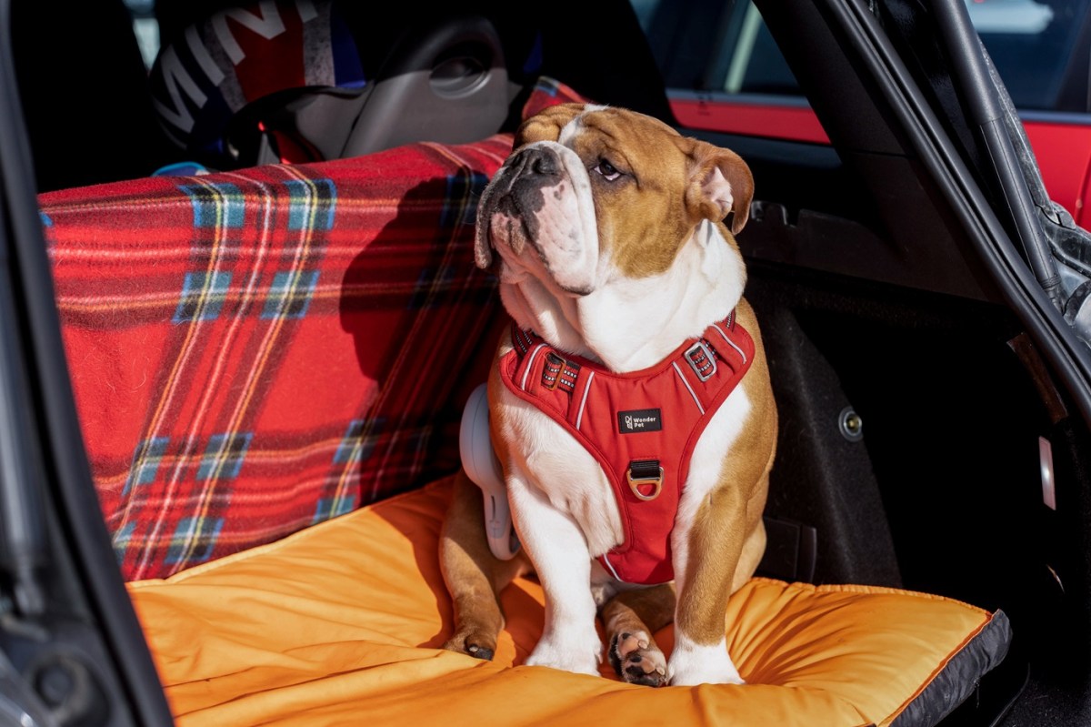 Use the Best Dog Seat belt to Keep Your Fuzzy Copilot Safe
