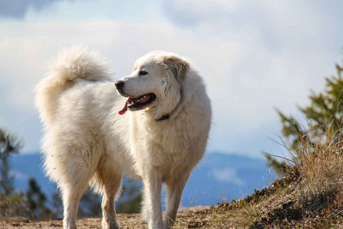 Loyal Mountain Dog Stops Van Lifers to Help Save Trapped Animal