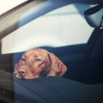 Here's What the Humane Society Says To Do If You See a Dog in a Hot Car