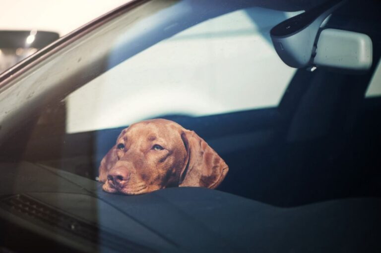Here's What the Humane Society Says To Do If You See a Dog in a Hot Car